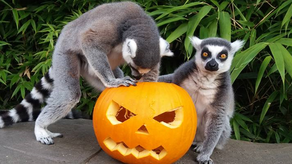 Lemurs with pumpkin at Colchester Zoo 